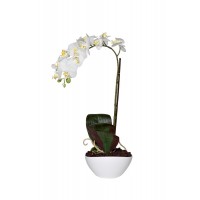 Орхидея белая в горшке 29BJ-170-06